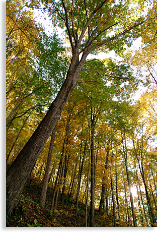 Chattahoochee National Forest