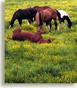 Blue Ridge Mountain Horses